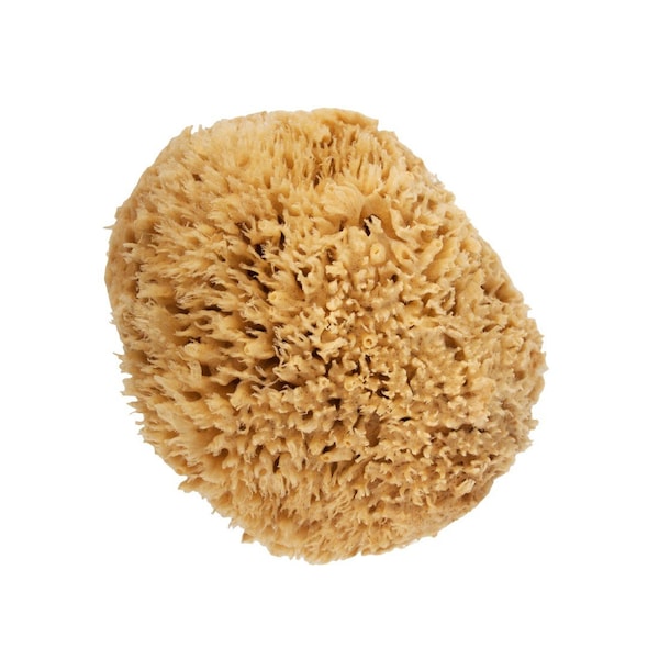 Natural Sea Wool Sponge  Large